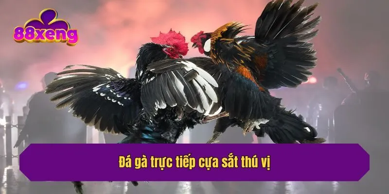Đá gà trực tiếp cựa sắt thú vị