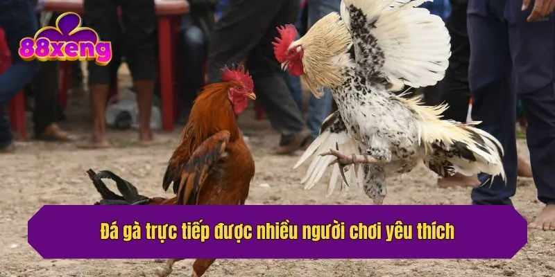 Đá gà trực tiếp được nhiều người chơi yêu thích