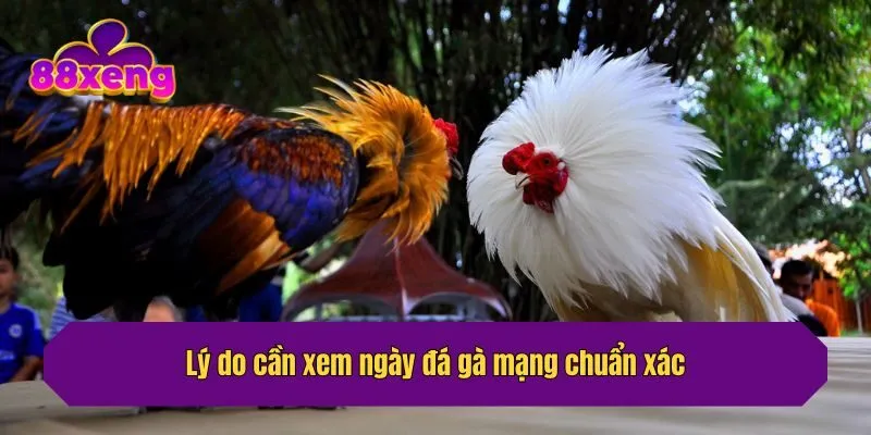 Lý do cần xem ngày đá gà mạng chuẩn xác