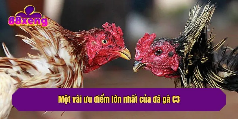 Một vài ưu điểm lớn nhất của đá gà C3